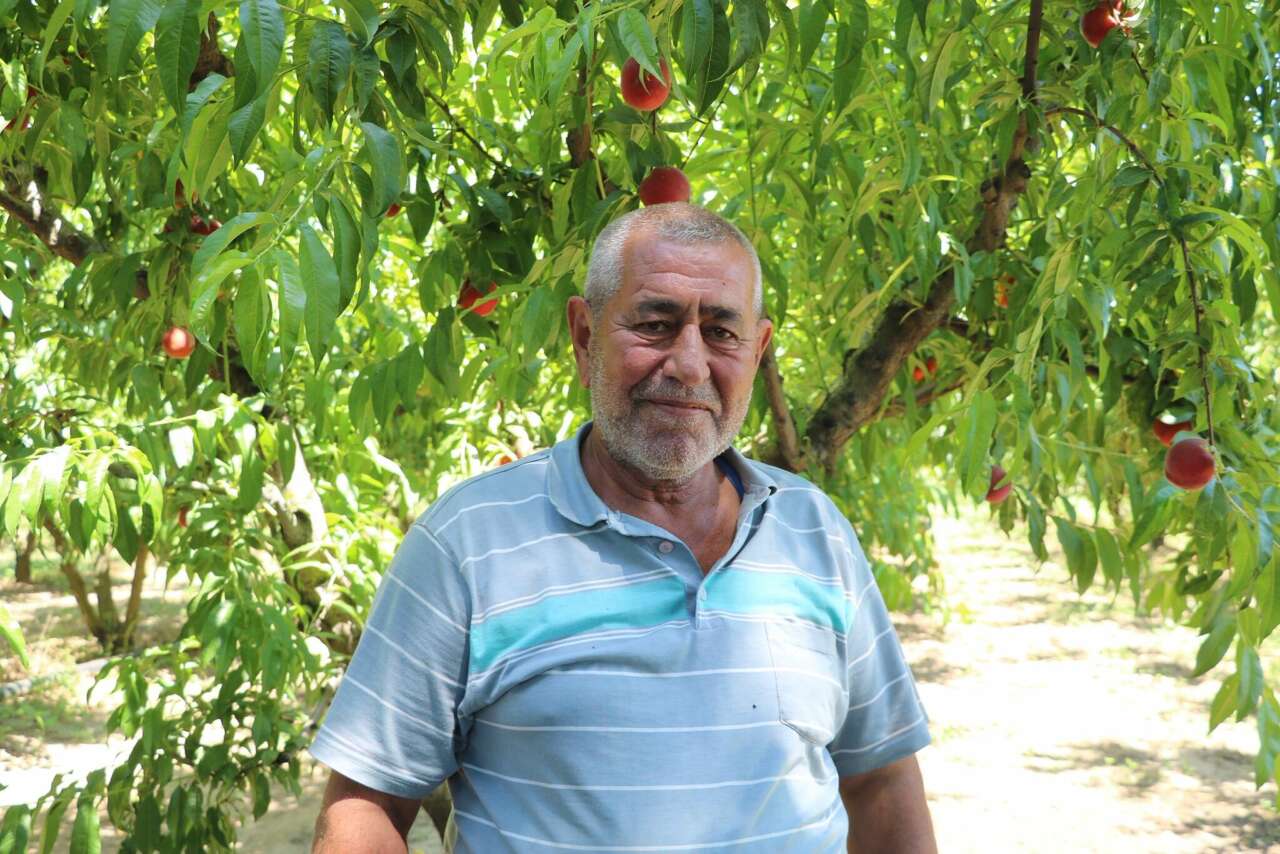 Üreticisi bu yıl bayram yapıyor! Bir ağaçta 70 kilo şeftali var 4